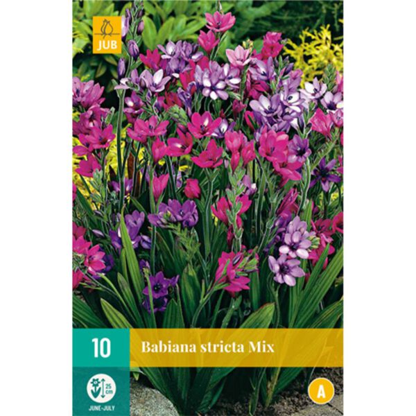 Affenbrot 'Babiana Mix' - 10 Stück