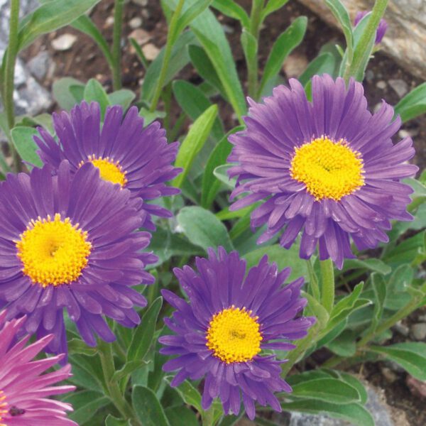 Alpen-Aster violett