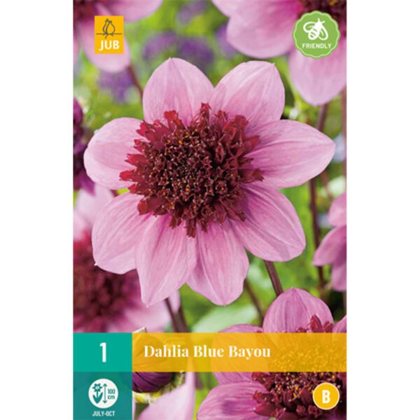 Anemonen-Dahlie 'Blue Bayou' -  1 Stück