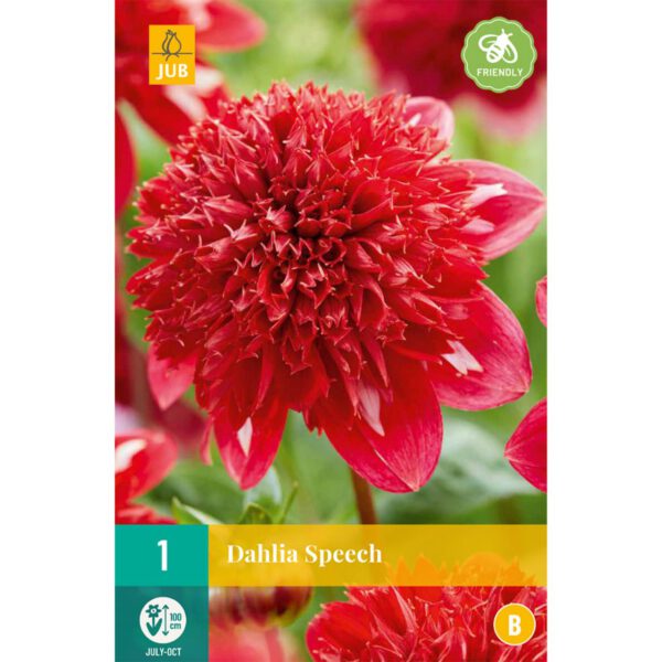 Anemonen-Dahlie 'Speech', 1 Stück