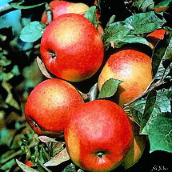 Apfel 'Pilot®' - Busch