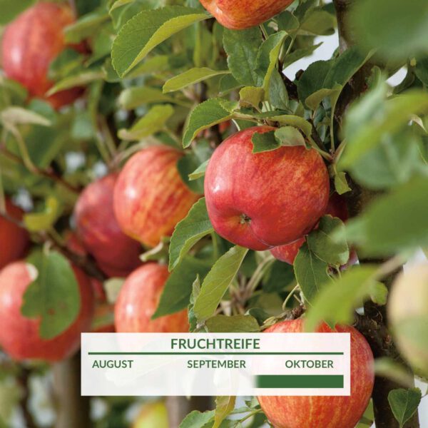 Apfel 'Roter Finkenwerder Herbst.'