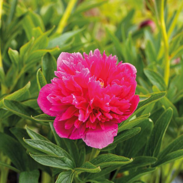 Asiatische Pfingstrose 'Felix Crousse'
