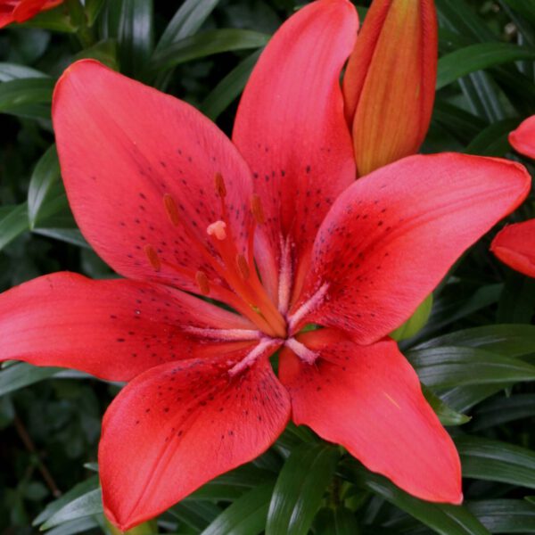Asiatische Topflilie 'Happy Heart', 2 Stück