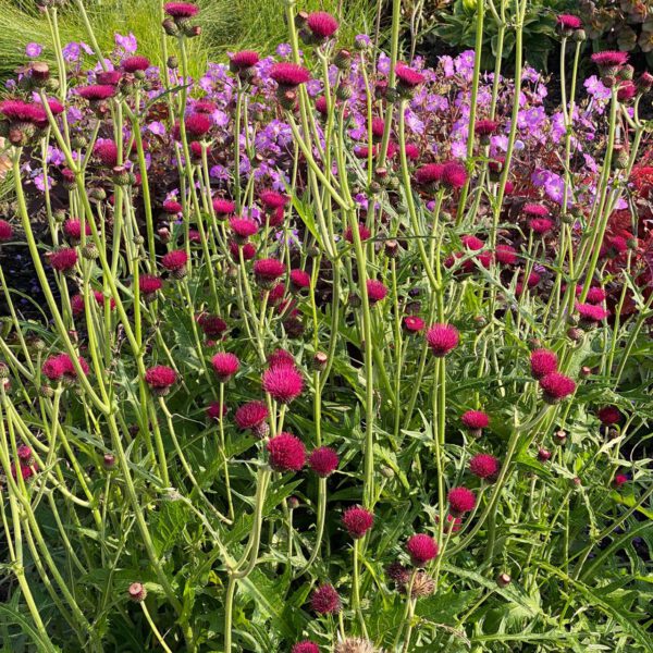 Bach-Kratzdistel 'Atropurpureum'