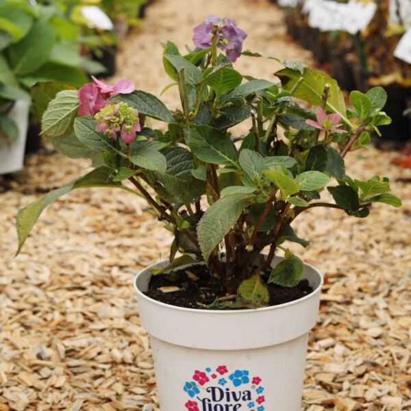 Ballhortensie 'Diva fiore' ® blau