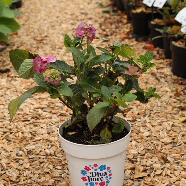 Ballhortensie 'Diva fiore' ® rosa