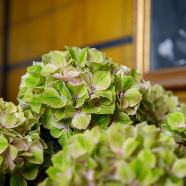 Ballhortensie 'Rembrandt® Bella Pesche'