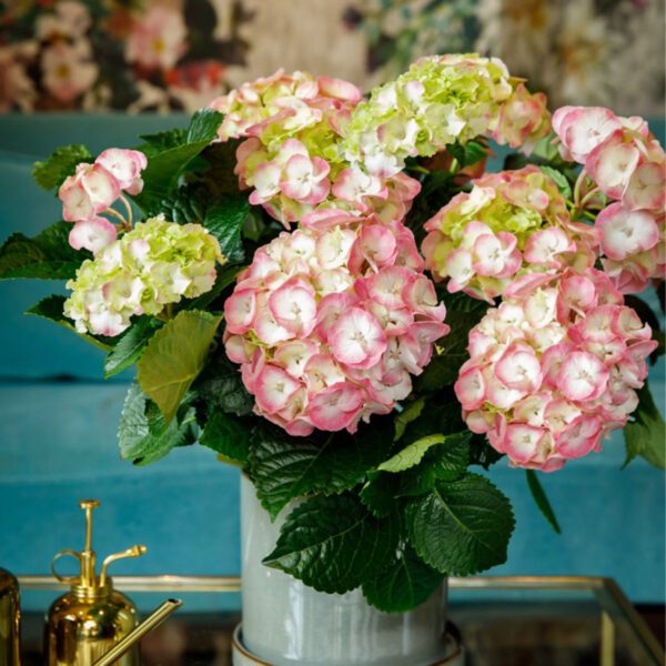 Ballhortensie 'Rembrandt® Dolce Chic'