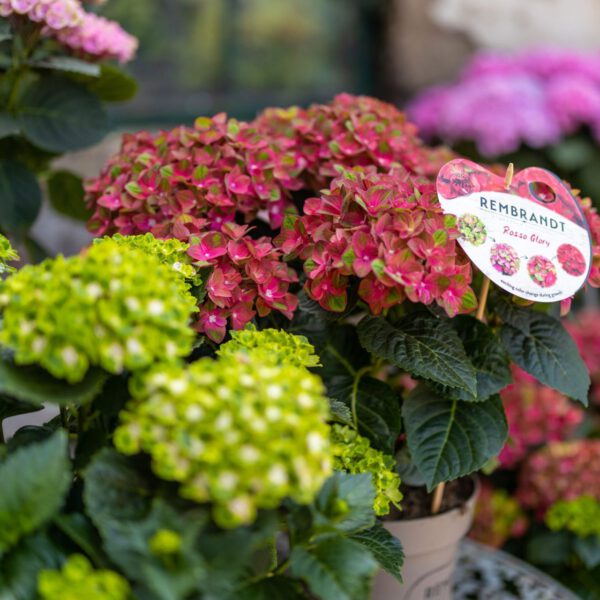 Ballhortensie 'Rembrandt® Rosso Glory'