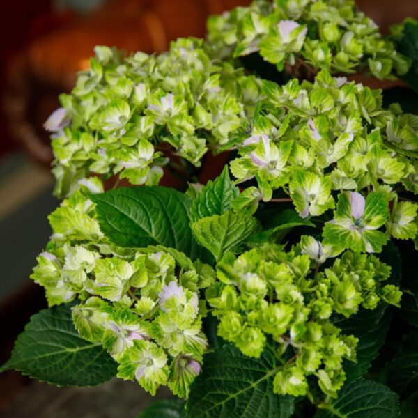 Ballhortensie 'Rembrandt® Vibrant Verde'
