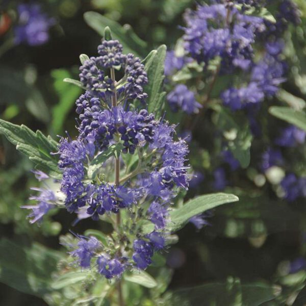 Bartblume 'Blue Cloud'
