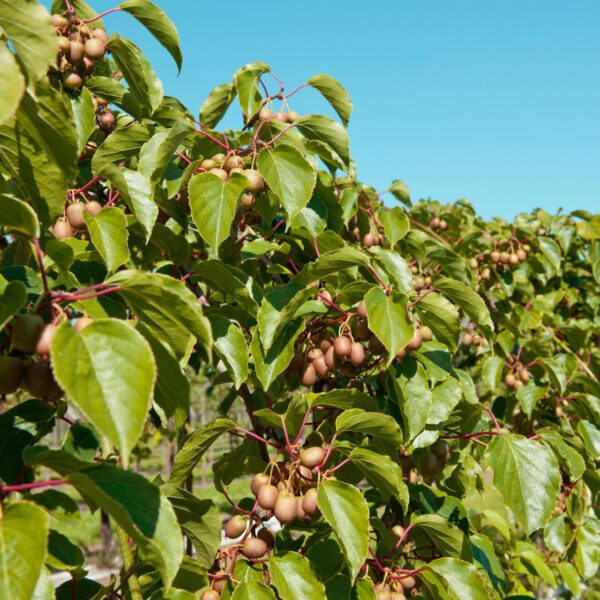 Bayernkiwi 'Weiki'