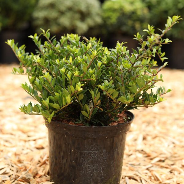 Berg-Ilex 'Buxbol'