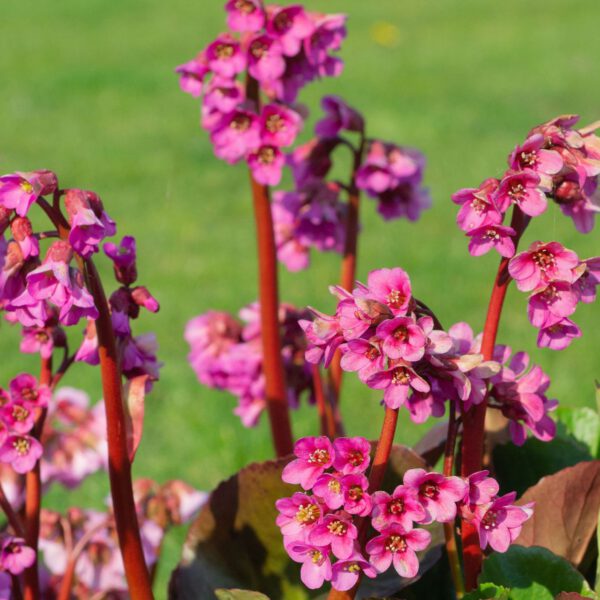 Bergenie 'Bressingham Ruby'