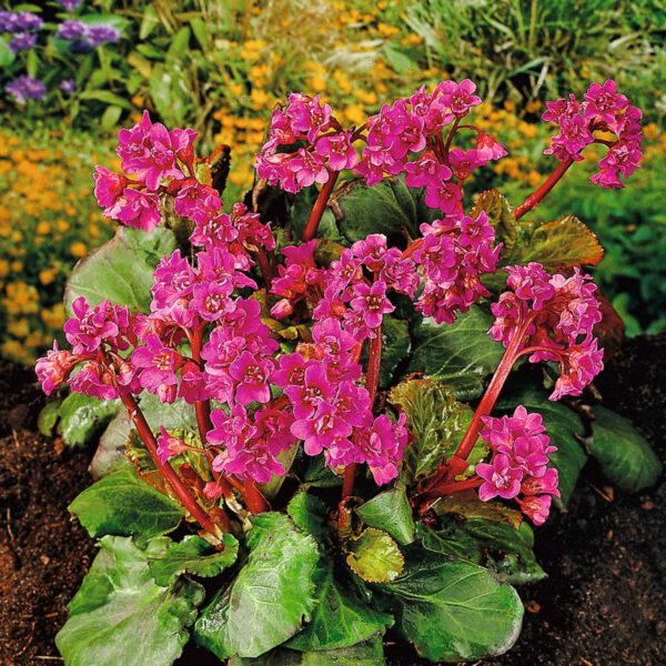 Bergenie 'Purpurea' Wickelwurz