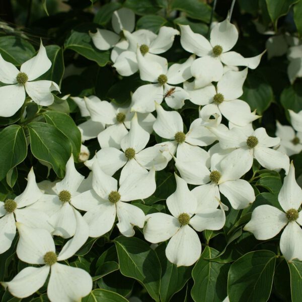 Blumemhartriegel 'Mandarin Jewel'