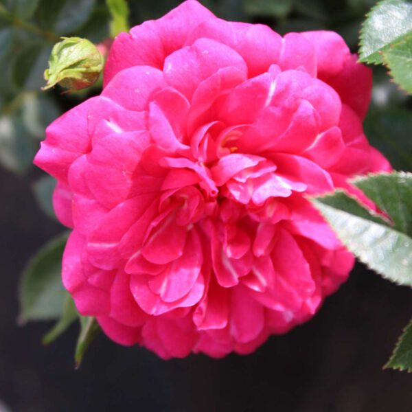 Bodendeckerrose 'Knirps®' ADR-Rose 5 Liter Container