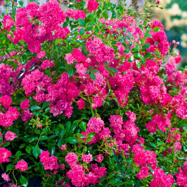 Bodendeckerrose 'Lovely Fairy®'