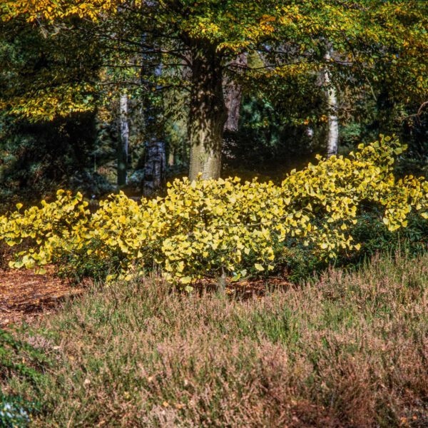 Breitwachsender Fächerblattbaum 'Horizontalis'