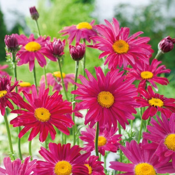 Bunte Margerite Robinsons Rot
