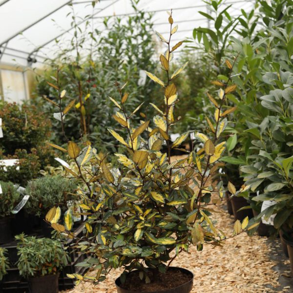 Buntlaubige Ölweide 'Maculata'