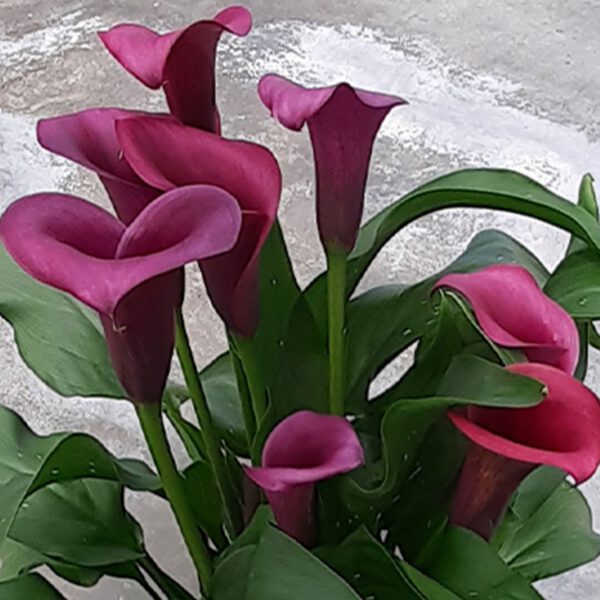Calla 'Durban'