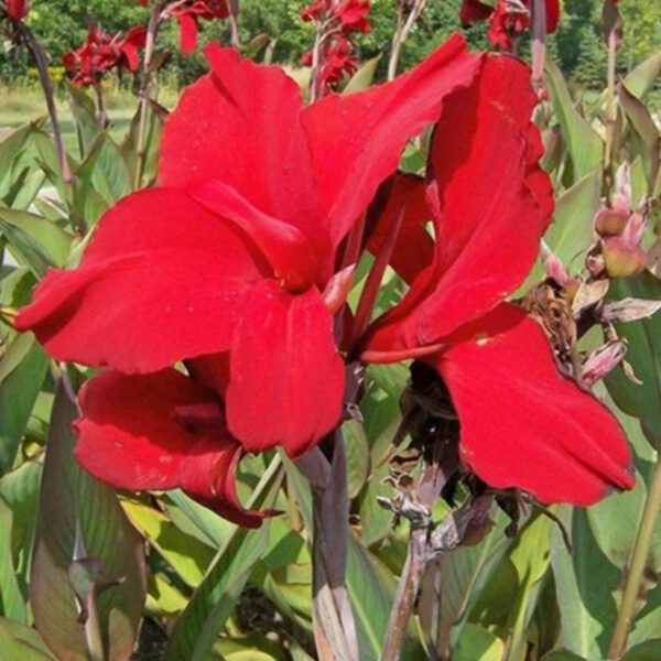 Canna 'Red Dazzler'- 1 Stück
