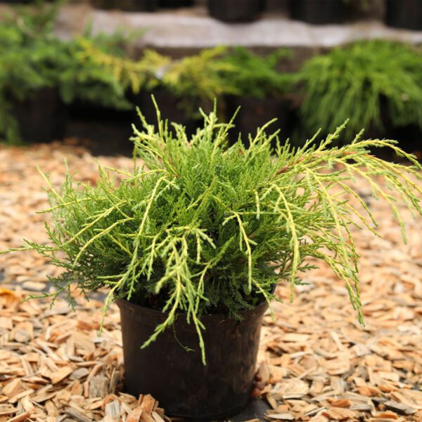 Chinesischer Wacholder 'Golden Saucer'