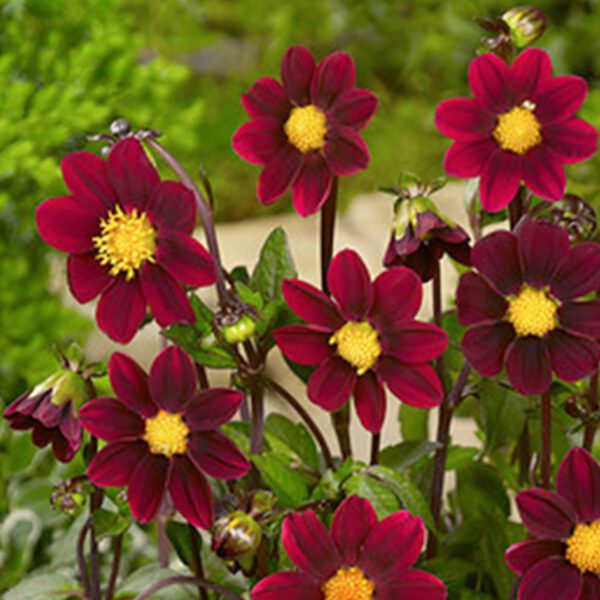 Dahlie Topmix in bordeaux-violett