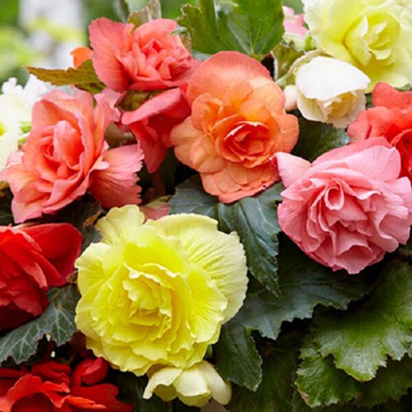 Duftende Kaskadenbegonie 'Fragrant Mix', 3 Stück