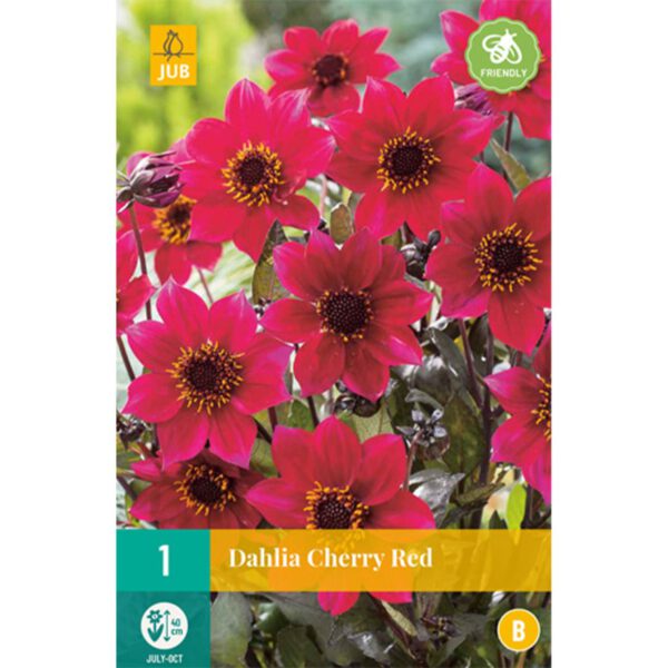Dunkellaubige Dahlie 'Cherry Red'