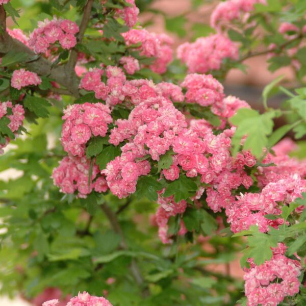 Echter Rotdorn 'Paul´s Scarlet'
