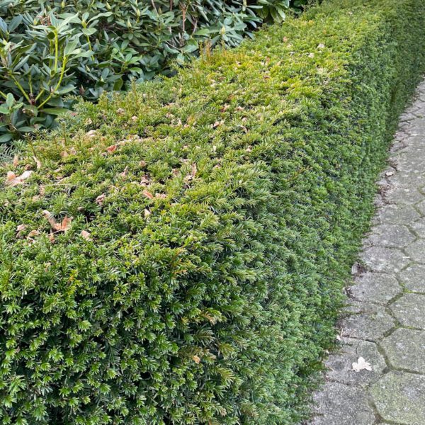 Eibe 'Groenland'