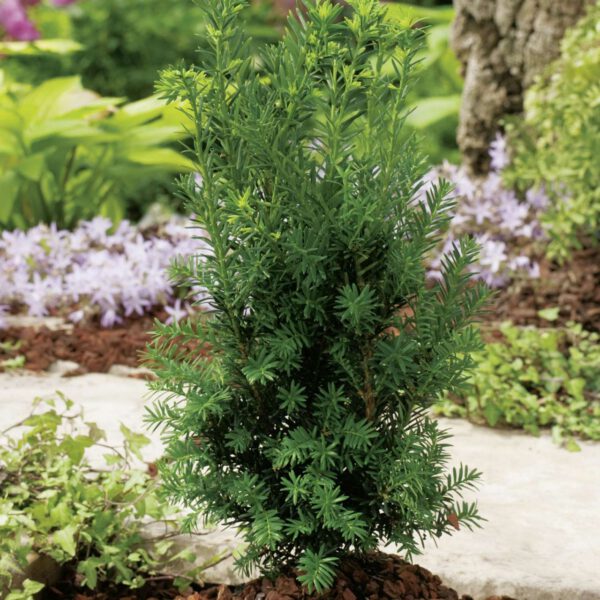 Eibe 'Hillii'