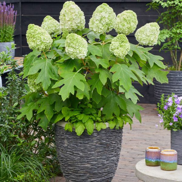 Eichenblättrige Hortensie 'Tara®'