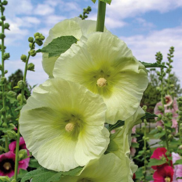 Einfachblühende Stockrose 'Spotlight Sunshine'