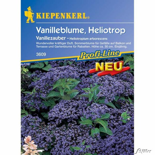 Vanilleblume 'Vanillezauber'