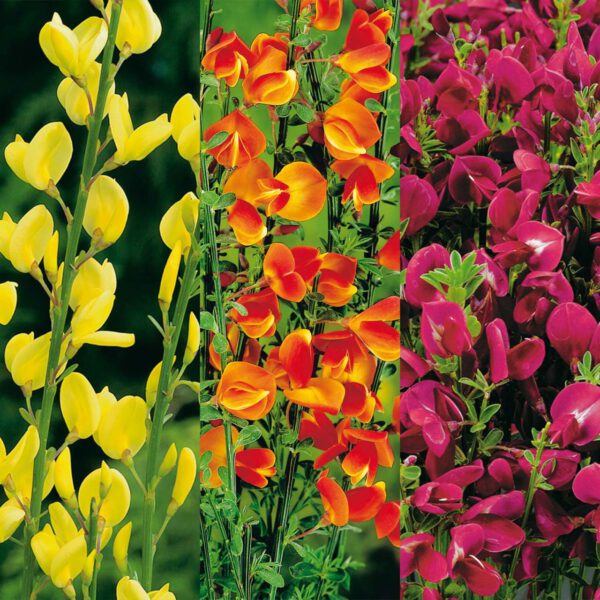 Farbenfrohes Ginster SET
