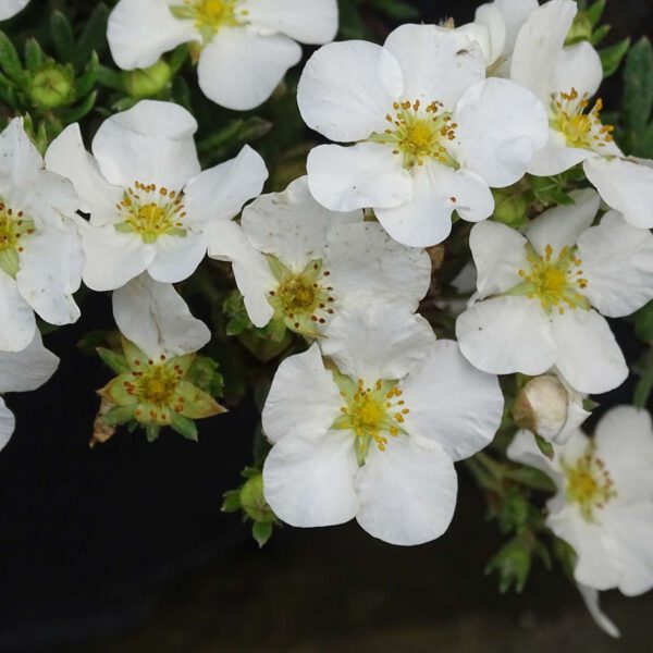 Fingerstrauch 'Bella Bianca'