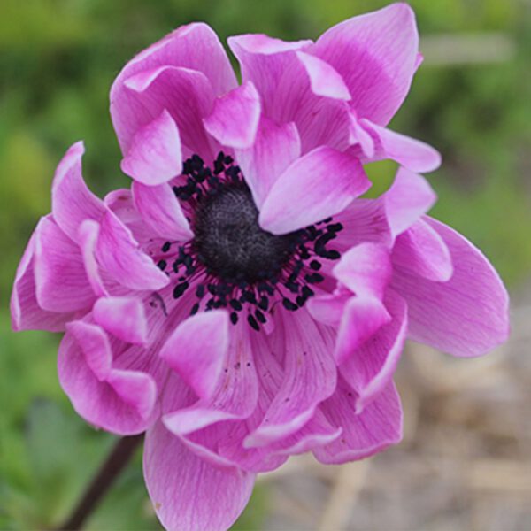 Garten-Anemone 'Sylphide' - 15 Stück