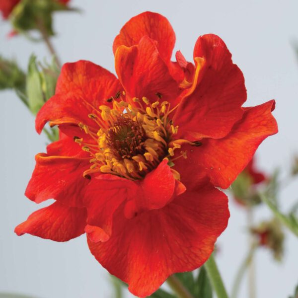 Garten-Nelkenwurz 'Mrs. Bradshaw'