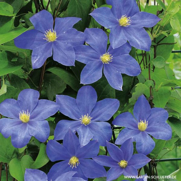 Clematis 'Fujimusume'