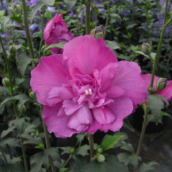 Garteneibisch / Hibiskus 'Duc de Brabant'