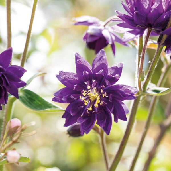 Gefüllte Akelei 'Blue Barlow'