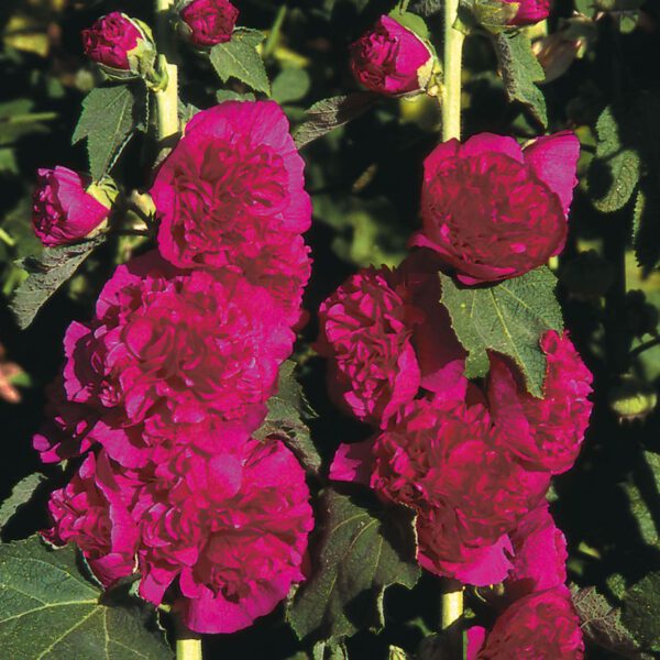 Gefüllte Stockrose 'Chaters', violett