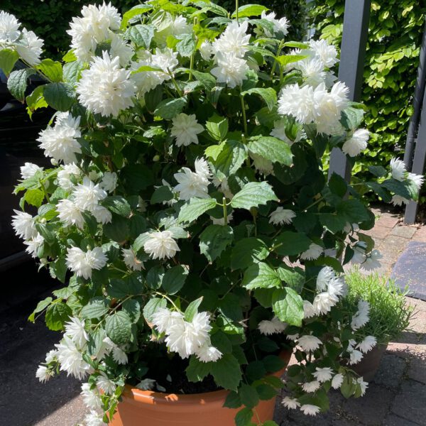 Gefüllter Zwerg-Gartenjasmin 'Pearls of Perfume'