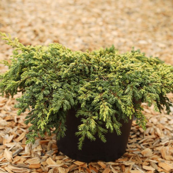 Gelber Kriechwacholder 'Goldschatz'