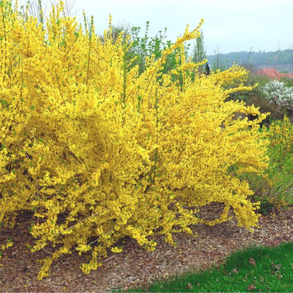 Goldglöckchen/Forsythie 'Lynwood Gold'
