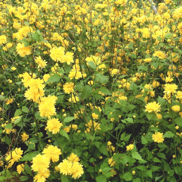 Goldröschen 'Pleniflora'